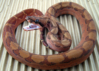 hypo blood boa constrictor