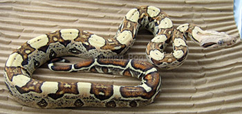 boawoman caramel boa constrictor