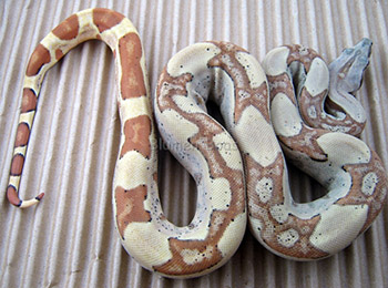 jungle boa constrictor