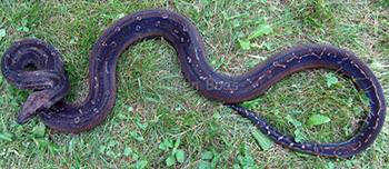 leopard boa constrictor