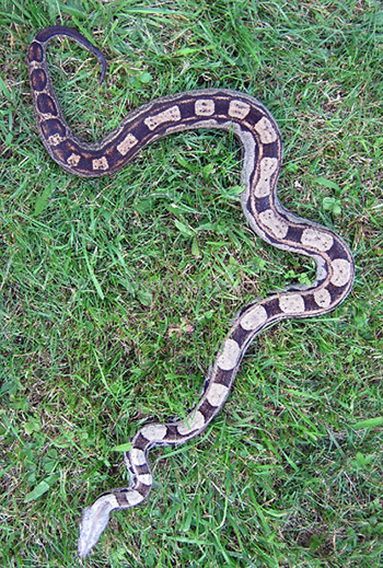 Motley boa constrictor morph